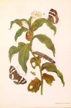 Lotto insetti - 11/16